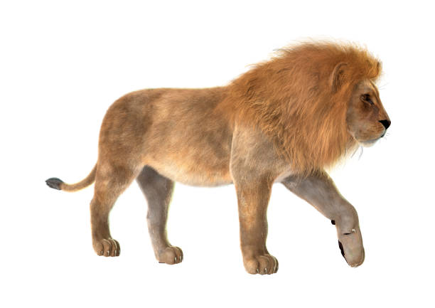istock 3D illustration male lion on white 945037872