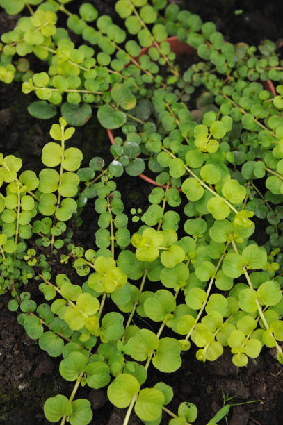 Creeping jenny - Photo