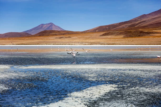 istock Laguna Colorada in Bolivia 945045048
