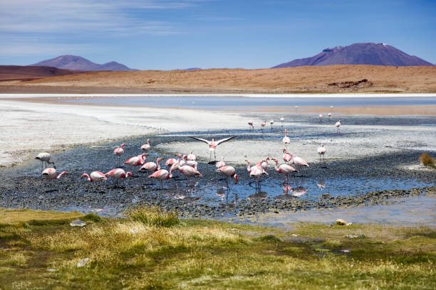 istock Laguna Colorada in Bolivia 945045052