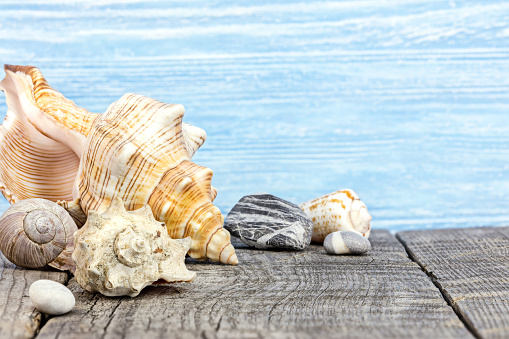 seashells and stones on grey wooden boards against blue background