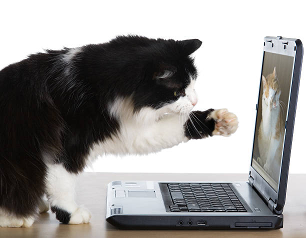 empurra um gato pata com garras para o computador portátil - 4721 imagens e fotografias de stock