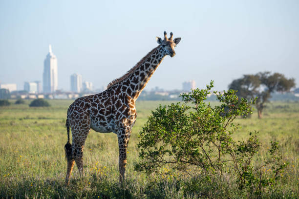 kenya: giraffa masai - masai giraffe foto e immagini stock