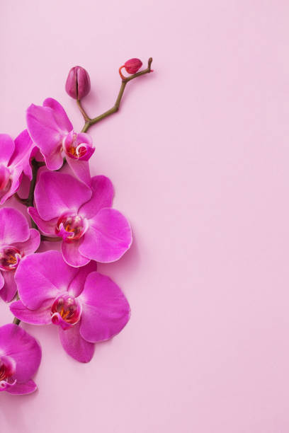istock the beautiful orchid flowers 945045986