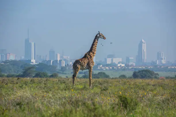 A Masai Giraffe (Giraffa camelopardalis tippelskirchii aka Kilimanjaro giraffe) in Nairobi National Park with the city in the background.