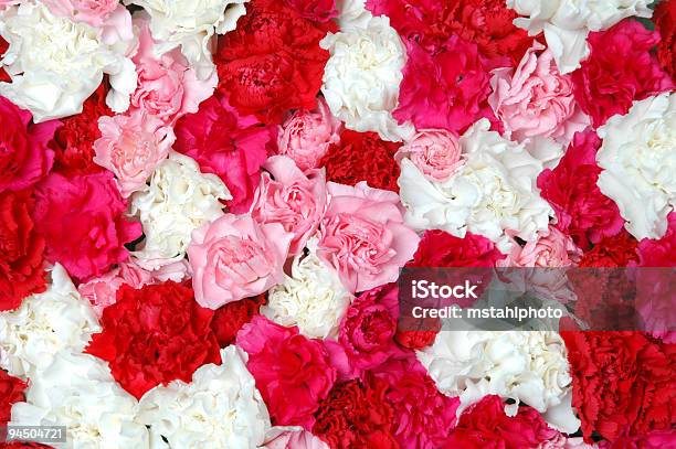 Carnations 카네이션에 대한 스톡 사진 및 기타 이미지 - 카네이션, 빨강, 흰색