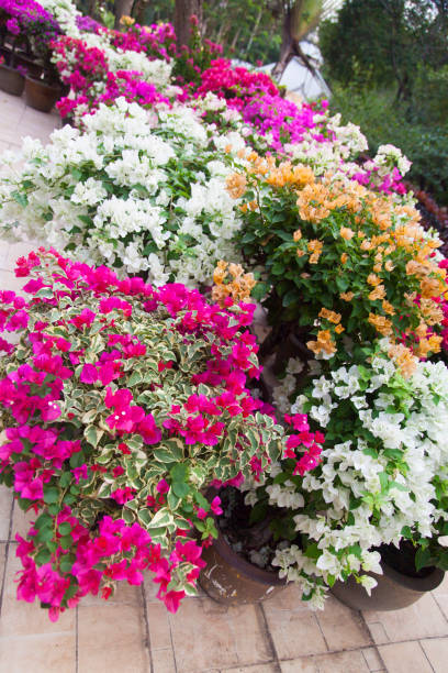 istock Beautiful tropical flowers 945049032
