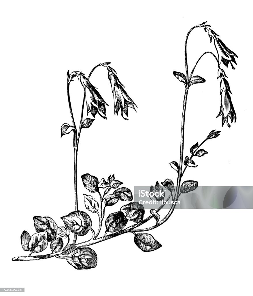 Botany plants antique engraving illustration: Linnaea borealis (twinflower) Twin Flower stock illustration