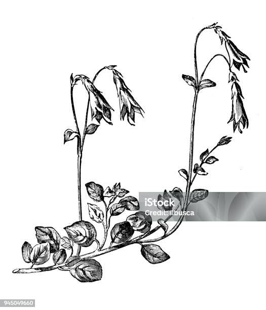 Botany Plants Antique Engraving Illustration Linnaea Borealis Stock Illustration - Download Image Now