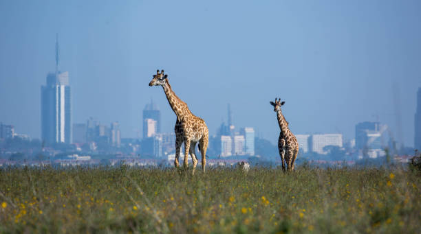 kenya: giraffa masai - masai giraffe foto e immagini stock