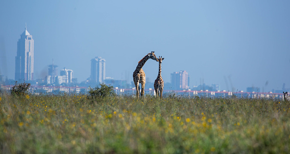 A Masai Giraffe (Giraffa camelopardalis tippelskirchii aka Kilimanjaro giraffe) and her calf in Nairobi National Park with the city in the background.