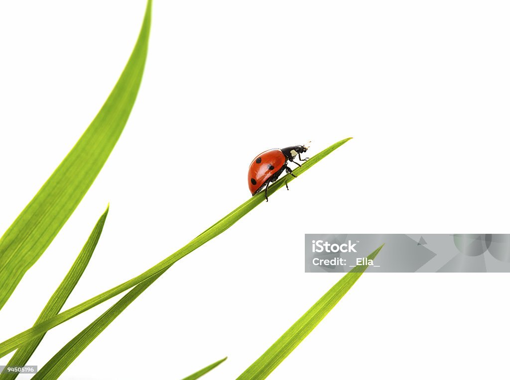 Coccinelle sur fond blanc - Photo de Blanc libre de droits