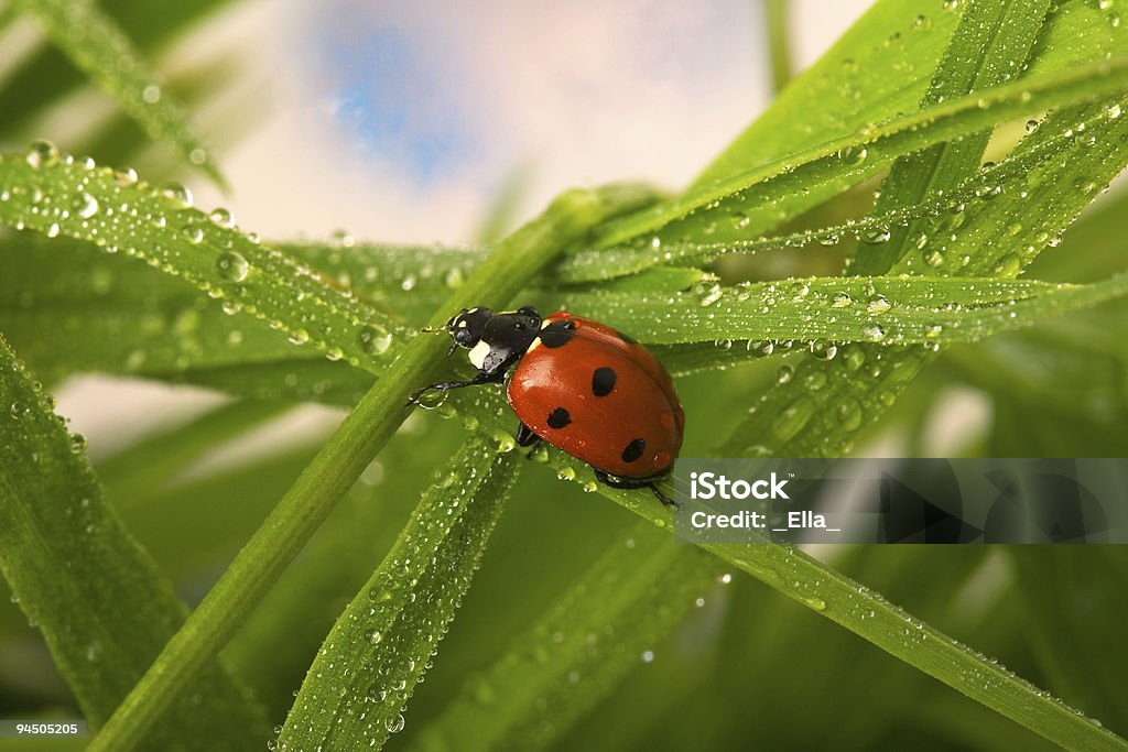 Wet ladybird  Beetle Stock Photo