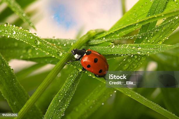 Wet Ladybird Stock Photo - Download Image Now - Beetle, Bright, Close-up