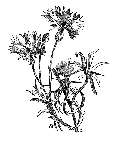 Botany plants antique engraving illustration: Centaurea cyanus (cornflower) and Centaurea calcitrapa (red star-thistle)