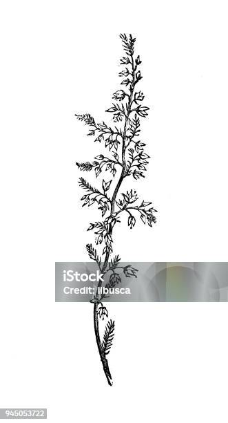 Botany Plants Antique Engraving Illustration Calluna Vulgaris Stock Illustration - Download Image Now