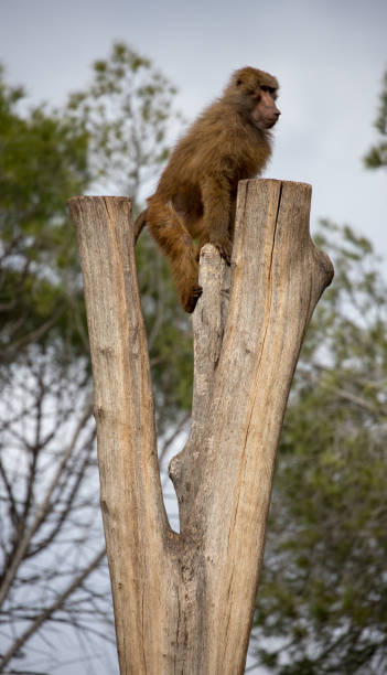 istock Family of baboon monkeys playing in group 945053768
