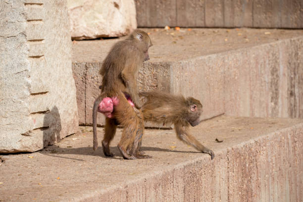istock Family of baboon monkeys playing in group 945053864