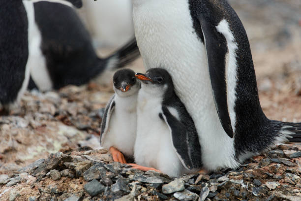 istock Two gentoo penguin's chicks in nest 945056236