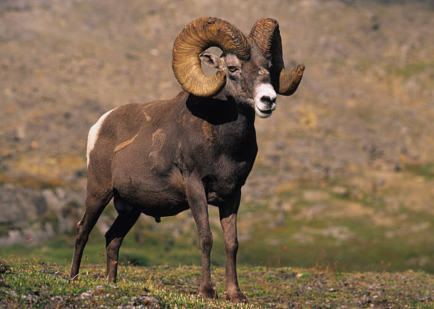 istock Bighorn Sheep Ram Portrait 94506106