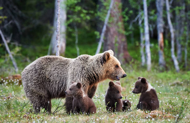 istock Female brown bear and her cubs 945061630
