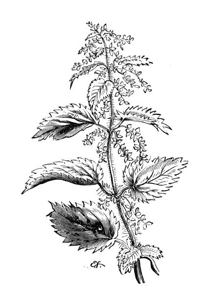 illustrazioni stock, clip art, cartoni animati e icone di tendenza di botany piante antica incisione illustrazione: urtica dioica (ortica pungente) - stinging nettle