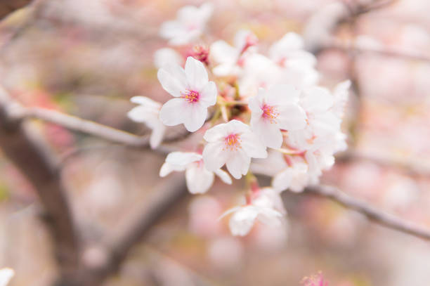 Cherry Blossom flower in spring season around Japan,Close up group of blooming flowers,Sakura season in Japan.