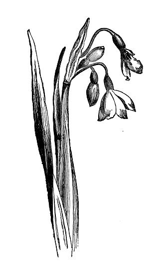 Botany plants antique engraving illustration: Leucojum Aestivum (Summer snowflake)