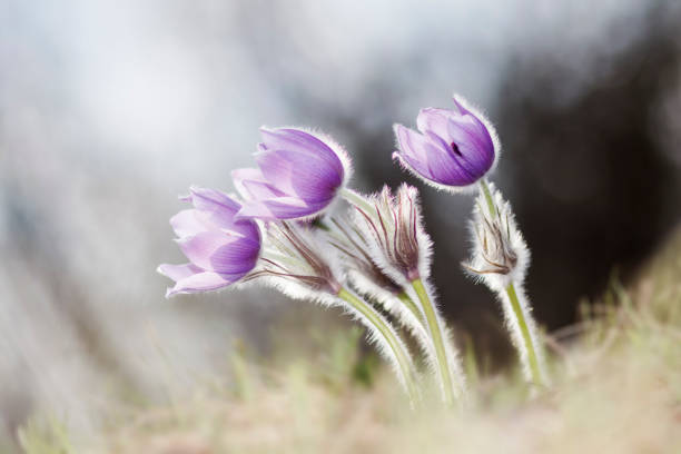 Pasque Flower (Pulsatilla grandis) stock photo