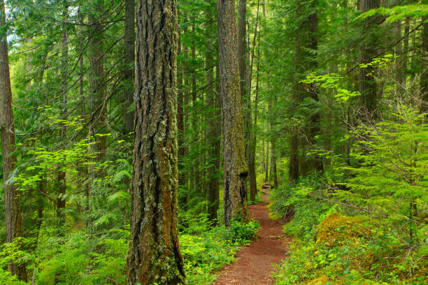 istock Pacific Northwest forest hiking trail 945062722