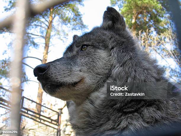Канадская Волк — стоковые фотографии и другие картинки Волк - Волк, Волосы человека, Горизонтальный