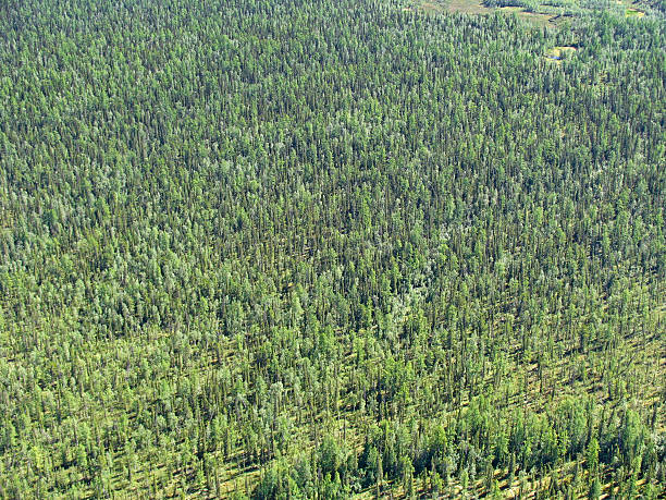 istock Aerial view of taiga 94506351
