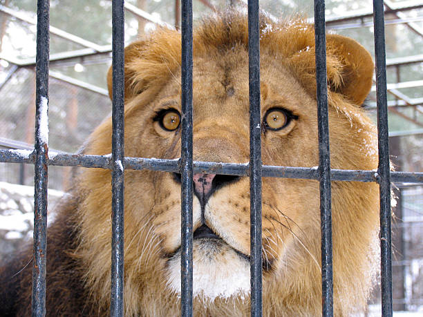 istock African lion, male 94506481