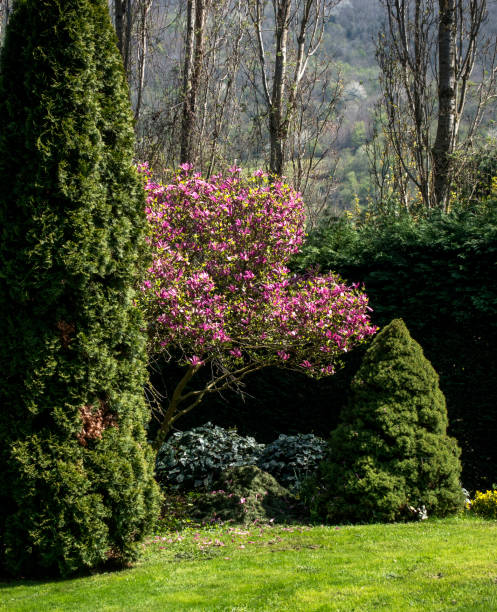 istock Plants in garden at springtime, Istanbul, Turkey 945065972