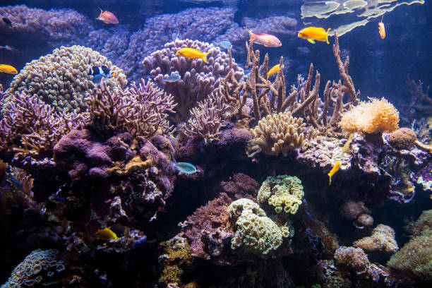 Decorative plants and ornamental fish in the aquarium.