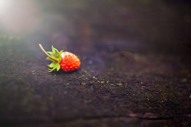 Lonely beautiful, red wild strawberry on a blurry dark background. Forest, abstract background with a sunbeam.