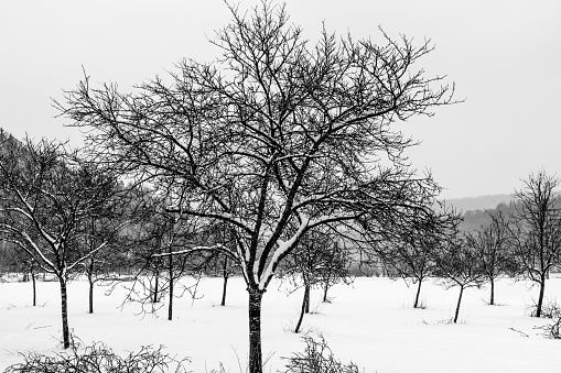 Bare fruit trees in snow-covered Altmühltal in black and white. Photograph taken near Pappenheim, Bavaria, Germany.