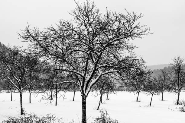 bare fruit trees in snow-covered altmühltal in black and white - altmühltal imagens e fotografias de stock