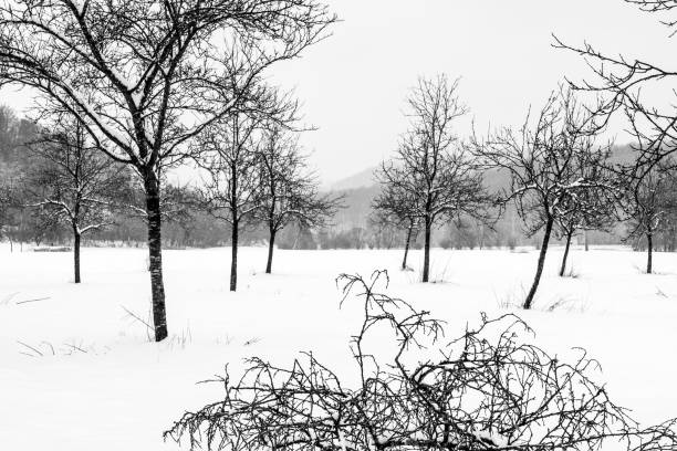 bare fruit trees in snow-covered altmühltal in black and white - altmühltal imagens e fotografias de stock