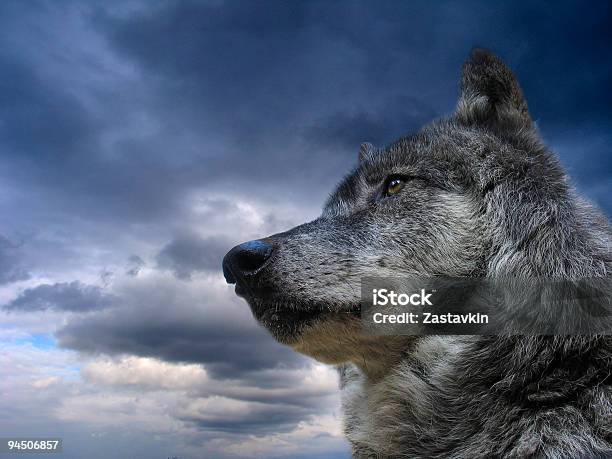 Photo libre de droit de Canadian Loup banque d'images et plus d'images libres de droit de Loup - Loup, Près de, Grandiose