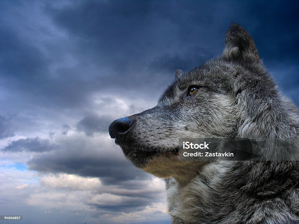 Lobo do Canadá - Royalty-free Lobo - Cão Selvagem Foto de stock