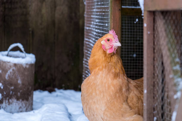 Chicken in the Snow A single buff orpington chicken cautiously exits her coop to explore the freshly fallen snow winter chicken coop stock pictures, royalty-free photos & images