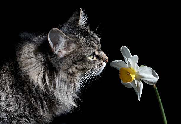 gato e papyraceus - rape flower - fotografias e filmes do acervo