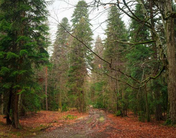 istock road with mud and puddles covered with autumn bright leaves in a forest 945069422