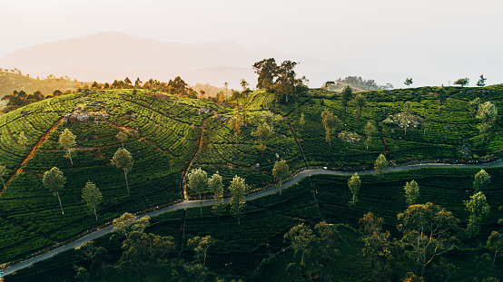 Scenic aerial  view  of tea plantation in Sri Lanka  at sunrise