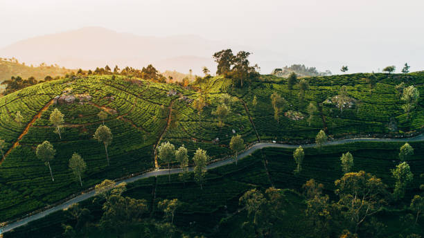 Aerial view of tea plantation in Sri Lanka stock photo