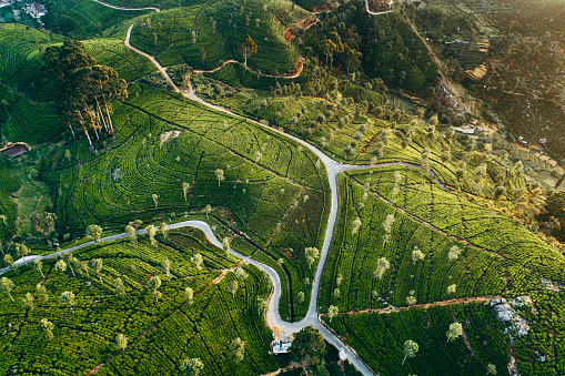 Scenic aerial  view  of tea plantation in Sri Lanka  at sunrise