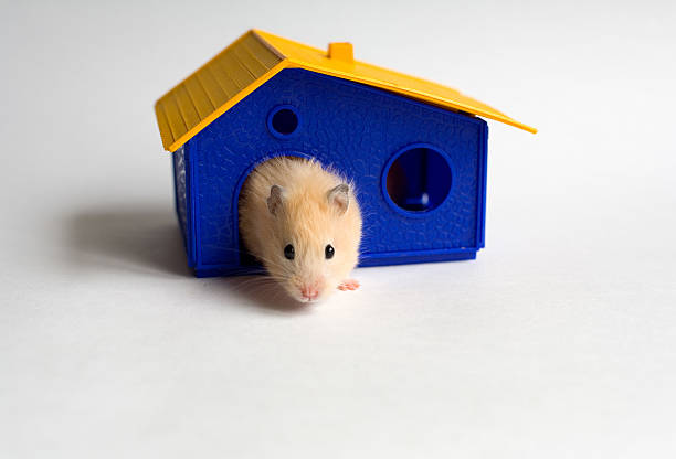 작은가 주택 - rodent hamster small apartment 뉴스 사진 이미지