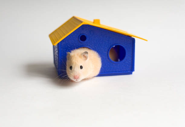 작은가 주택 - rodent hamster small apartment 뉴스 사진 이미지