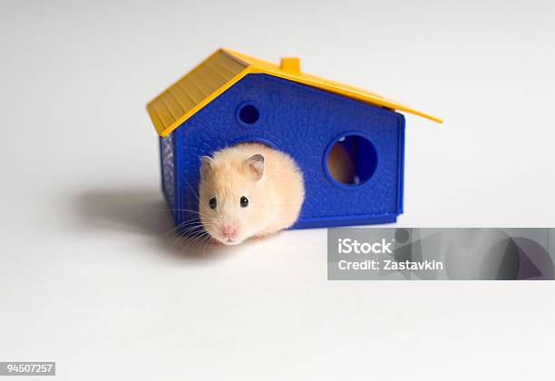 Small Homeowner Stock Photo - Download Image Now - Apartment, Blue, Color Image